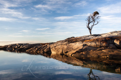 Binalong Bay Lone Tree, Tasmania