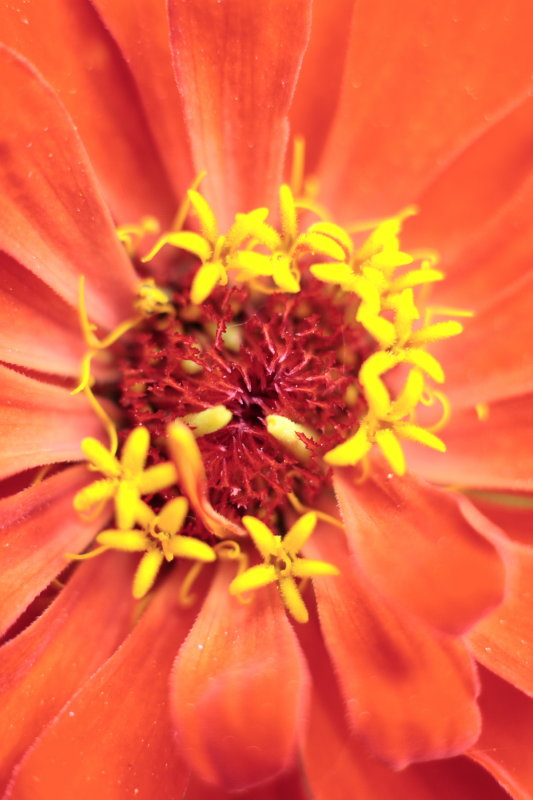 macroflower10.JPG