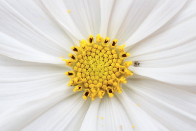 macroflower2.JPG