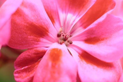macroflower4.JPG