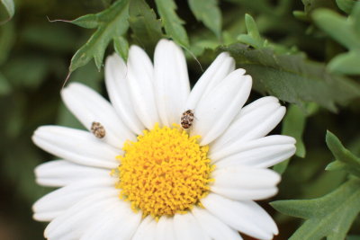 macroflower7.JPG