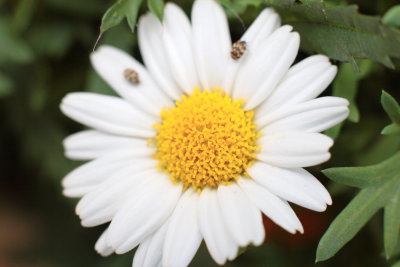 macroflower8.JPG