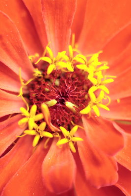 macroflower10.JPG