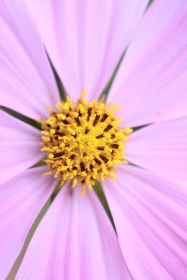 macroflower11.JPG