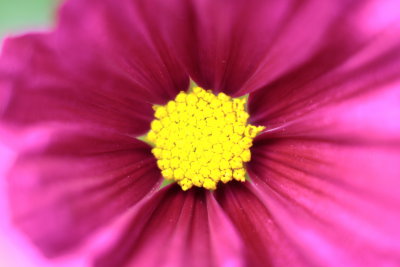 macroflower12.JPG