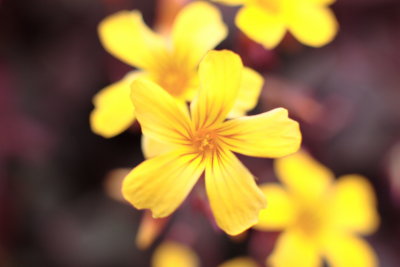 macroflower13.JPG