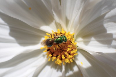 macroflower19.JPG
