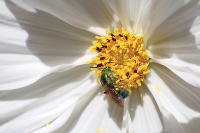 macroflower20.JPG