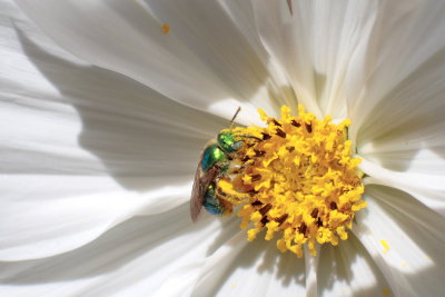 macroflower21.JPG