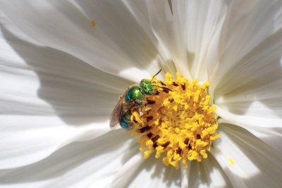 macroflower22.JPG
