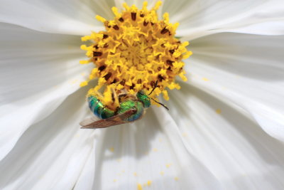 macroflower24.JPG
