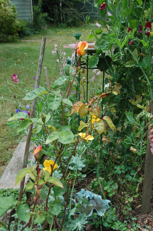 Flowers of June