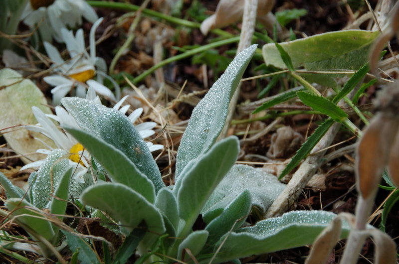 Morning Dew August 20