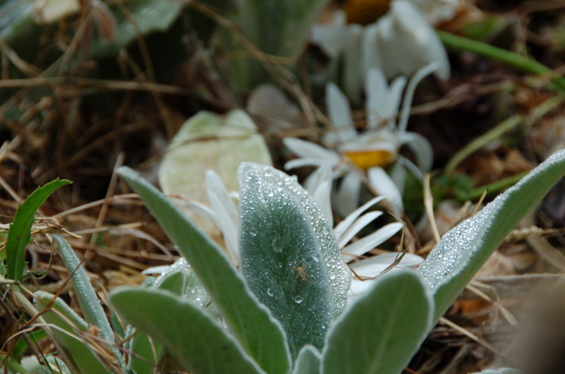 Morning Dew August 20