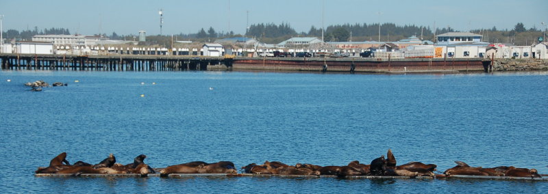 Crescent City Harbor  Sea Lions