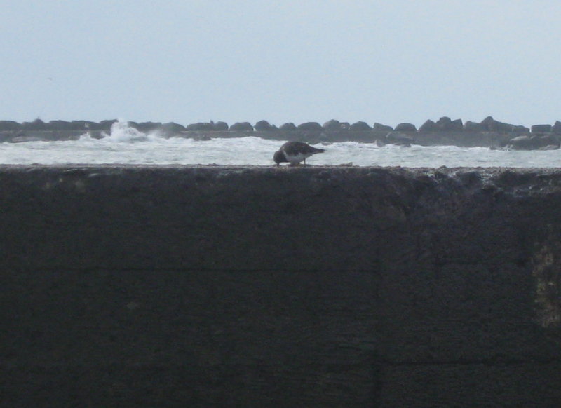 North Jetty 1.1.2017