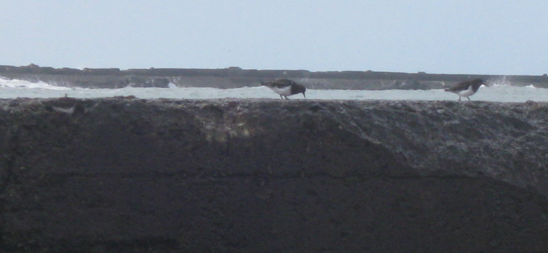 North Jetty 1.1.2017