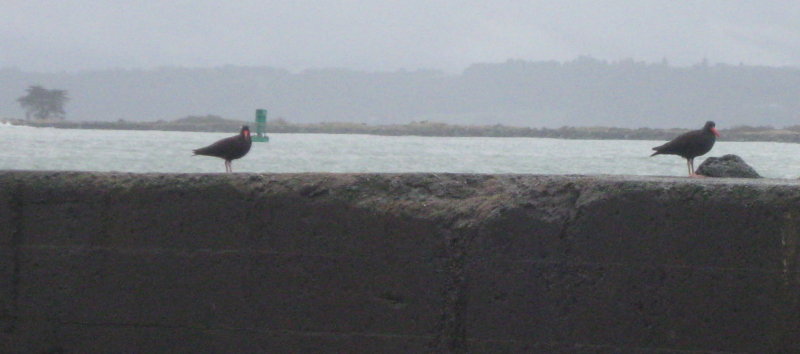 North Jetty 1.1.2017