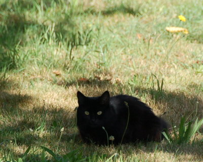 Smudge
