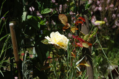rose