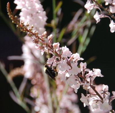 Bee on Linaria