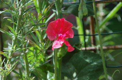 Sweet pea