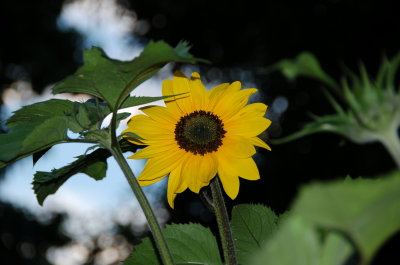 July Sunflower