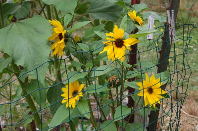 July Sunflowers