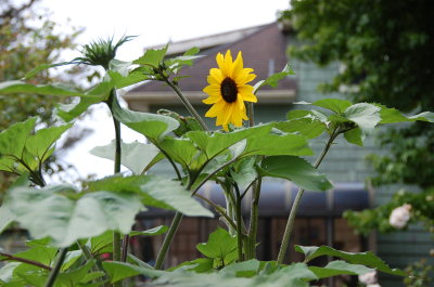 July Sunflower