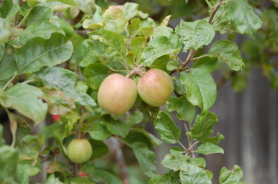 Apples