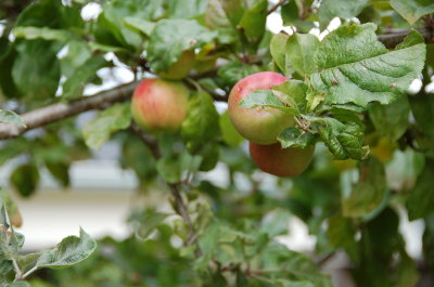 Apples