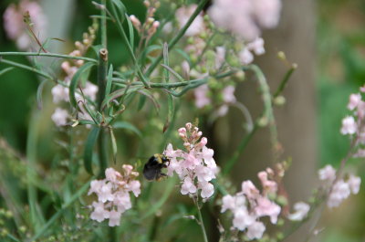 Bumble Bee