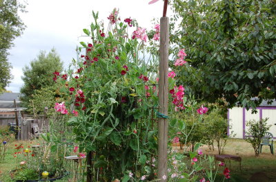 Sweet Peas