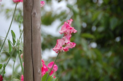 Sweet Peas
