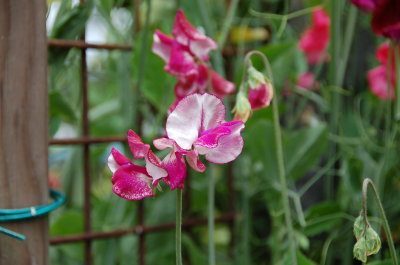 Sweet Peas