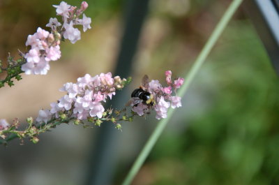 Bumble Bee