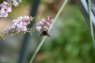 Bumble Bee