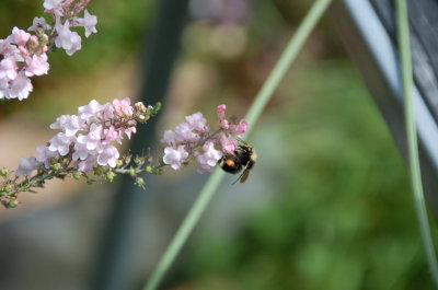 Bumble Bee