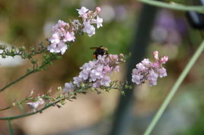 Bumble Bee
