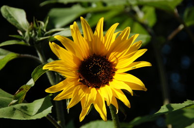 July Sunflower II