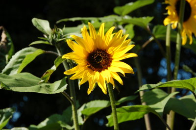 July Sunflower III