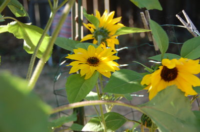 July Sunflower IV