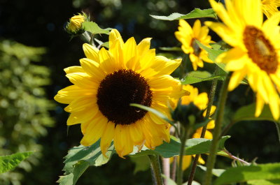 SunFlowers