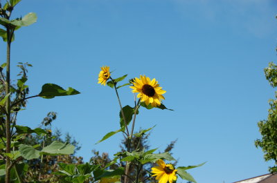 SunFlowers