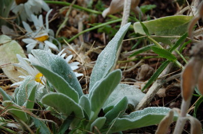 Morning Dew August 20