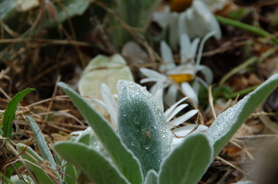 Morning Dew August 20
