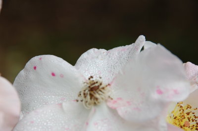 Morning Dew August 20