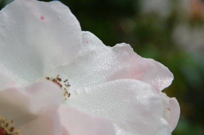 Morning Dew August 20