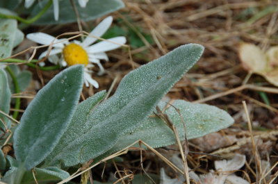Morning Dew on lambs ear August 20