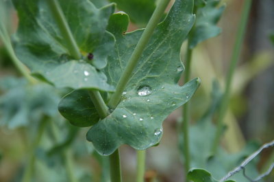 Morning Dew August 20
